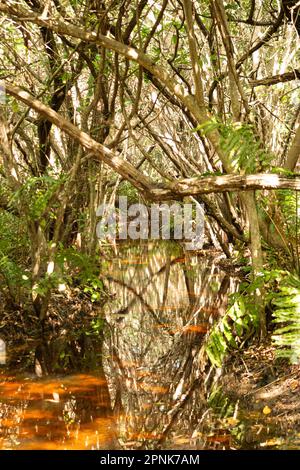 Mangrovia rossa piena di vegetazione nella penisola dello Yucatan, Messico. Foto Stock