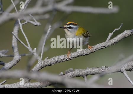 Il Frecrest comune (Regulus ignicapilla) arroccato su un ramo Foto Stock