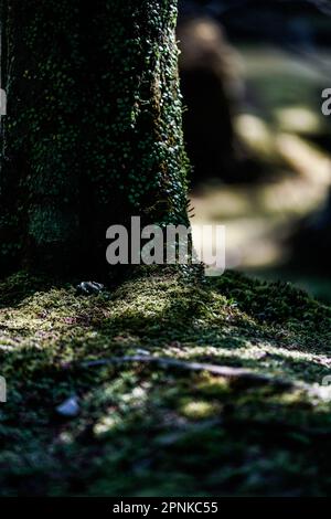 Saihoji, conosciuta come kokedera o tempio del muschio, è famosa per il suo giardino appartato e tranquillo con uno stagno, un boschetto di bambù e circa 100 specie di muschio Foto Stock