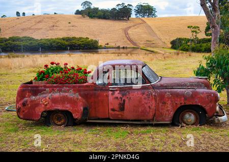 Rosso arrugginito abbandonato classico Chevrolet pick-up con lichen sulla carrozzeria utilizzato come una scatola di fiori per gerani e petunie Foto Stock