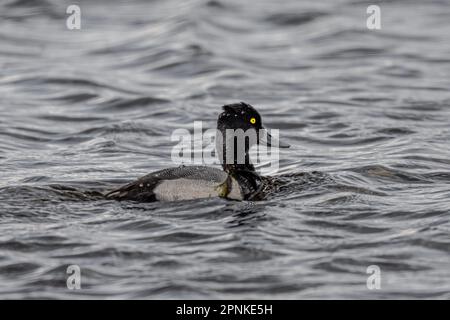 Maschio minore Scaup (Aythya affinis) Foto Stock