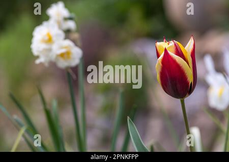 Tulipano rosso e bianco con fondo bianco e nero. Tulipano bello e colorato. Bokeh primavera circondato dalla natura. Giardino ben tenuto con fiori. Foto Stock