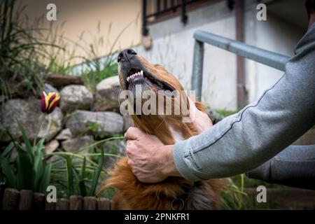 Ritratto felice cane italiano sorridente. Carezza sulla museruola di un Golden Retriever. Foto Stock