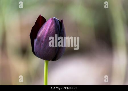 Tulipano nero con riflessi viola. Tulipano bello e colorato. Bokeh primavera circondato dalla natura. Giardino ben tenuto con fiori. Foto Stock