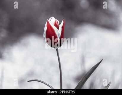 Tulipano rosso e bianco con fondo bianco e nero. Tulipano bello e colorato. Bokeh primavera circondato dalla natura. Giardino ben tenuto con fiori. Foto Stock