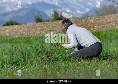 Ragazza raccoglie erbe e fiori selvatici all'aperto. Donna raccoglie bellissimi fiori primaverili in un bellissimo giorno primaverile. Foto Stock