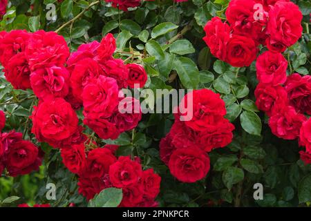 Fioritura, Rosso, arbusto, Rosa Foto Stock