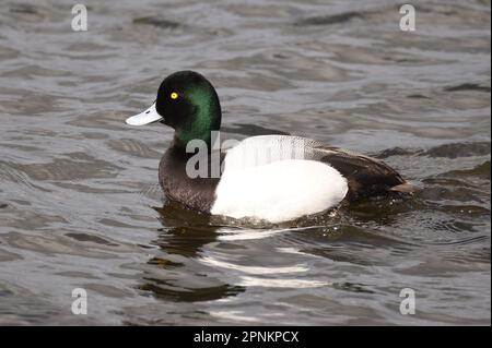 Scaup fare una nuotata sul bordo di un lago. Essex, Inghilterra, Regno Unito. Foto Stock