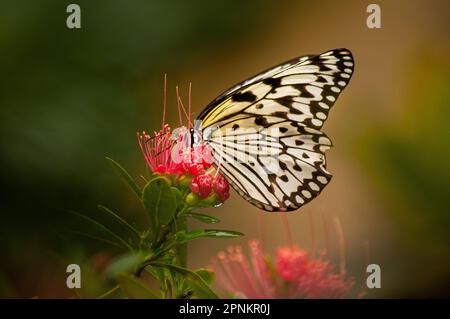 Un macrofo di una farfalla appollaiata sulle delicate foglie di un fiore rosa Foto Stock