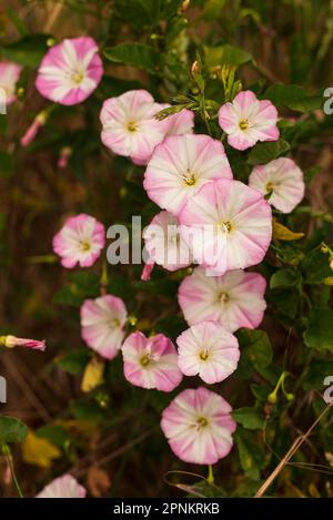 Gruppo di fioriture rosa (Convolvulus arvensis) che crescono ai margini di un campo agricolo Foto Stock