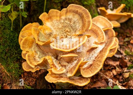 Fungo giallo della staffa che cresce su un tronco dell'albero, probabilmente un sulfureo di Laetiporus (anche conosciuto come polypore di zolfo o pollo-of-the-woods) Foto Stock