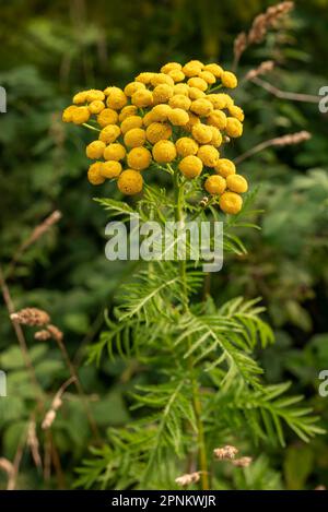 Tansy comune fiorente (Tanacetum vulgare) con fiori gialli luminosi Foto Stock