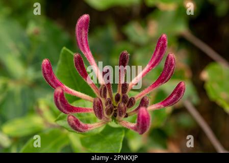 Bella macrofo dell'infiorescenza rosa fiorita di una comune nido d'ape (Lonicera periclymenum) che cresce in una foresta Foto Stock