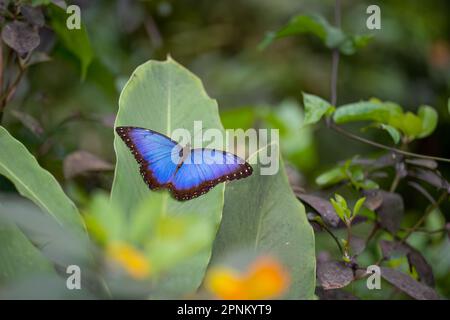 Farfalla Morpho blu metallizzata su una foglia Foto Stock