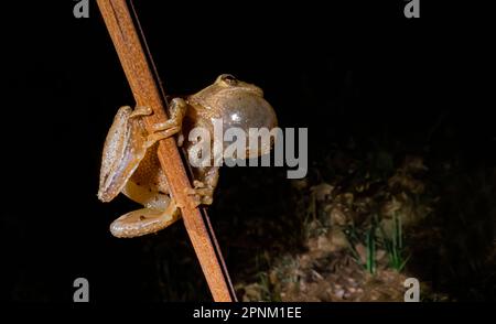 Spring Peeper, Pseudacris crocifer, chiamata maschile durante la stagione di accoppiamento di primavera lungo un laghetto permanente nel Michigan centrale, USA Foto Stock