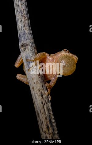 Spring Peeper, Pseudacris crocifer, chiamata maschile durante la stagione di accoppiamento di primavera lungo un laghetto permanente nel Michigan centrale, USA Foto Stock