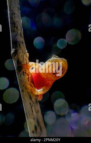Spring Peeper, Pseudacris crocevia, maschio pausa di chiamata durante la stagione di accoppiamento di primavera lungo un laghetto permanente nel Michigan centrale, Stati Uniti Foto Stock