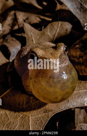 Spring Peeper, Pseudacris crocifer, chiamata maschile durante la stagione di accoppiamento di primavera lungo un laghetto permanente nel Michigan centrale, USA Foto Stock