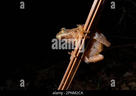 Spring Peeper, Pseudacris crocevia, maschio pausa di chiamata durante la stagione di accoppiamento di primavera lungo un laghetto permanente nel Michigan centrale, Stati Uniti Foto Stock