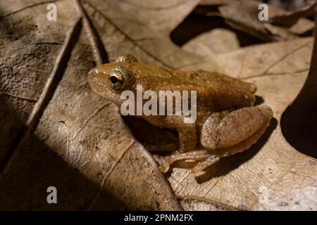 Spring Peeper, Pseudacris crocevia, maschio pausa di chiamata durante la stagione di accoppiamento di primavera lungo un laghetto permanente nel Michigan centrale, Stati Uniti Foto Stock