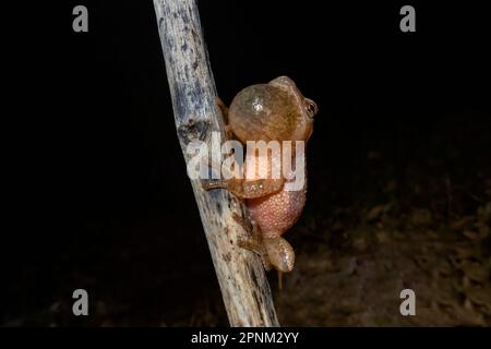 Spring Peeper, Pseudacris crocifer, chiamata maschile durante la stagione di accoppiamento di primavera lungo un laghetto permanente nel Michigan centrale, USA Foto Stock
