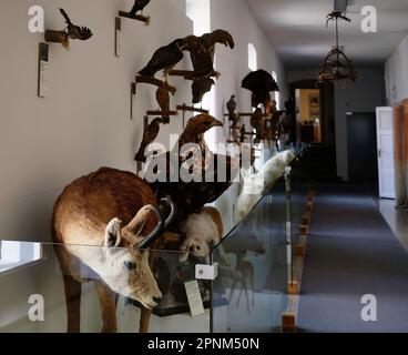 All'interno del castello di Škofja Loka (Skofja Loka) si trova una sezione del museo dove si trovano molti animali imbalsamati Foto Stock