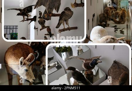 All'interno del castello di Škofja Loka (Skofja Loka) si trova una sezione del museo dove si trovano molti animali imbalsamati Foto Stock