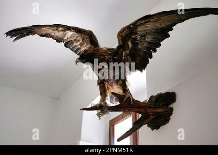 All'interno del castello di Škofja Loka (Skofja Loka) si trova una sezione del museo dove si trovano molti animali imbalsamati Foto Stock