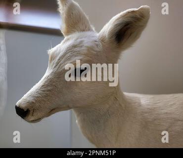 All'interno del castello di Škofja Loka (Skofja Loka) si trova una sezione del museo dove si trovano molti animali imbalsamati Foto Stock