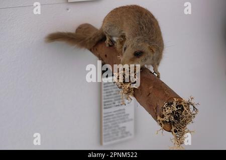 All'interno del castello di Škofja Loka (Skofja Loka) si trova una sezione del museo dove si trovano molti animali imbalsamati Foto Stock