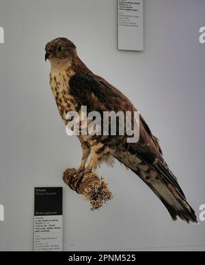 All'interno del castello di Škofja Loka (Skofja Loka) si trova una sezione del museo dove si trovano molti animali imbalsamati Foto Stock