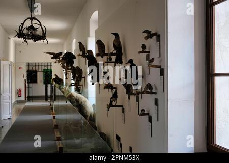 All'interno del castello di Škofja Loka (Skofja Loka) si trova una sezione del museo dove si trovano molti animali imbalsamati Foto Stock