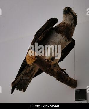 All'interno del castello di Škofja Loka (Skofja Loka) si trova una sezione del museo dove si trovano molti animali imbalsamati Foto Stock