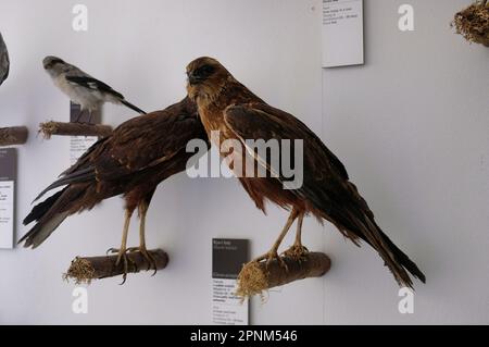 All'interno del castello di Škofja Loka (Skofja Loka) si trova una sezione del museo dove si trovano molti animali imbalsamati Foto Stock