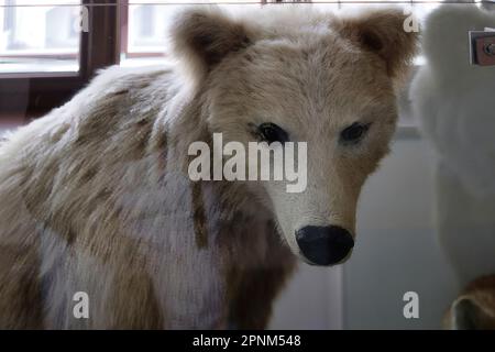 All'interno del castello di Škofja Loka (Skofja Loka) si trova una sezione del museo dove si trovano molti animali imbalsamati Foto Stock