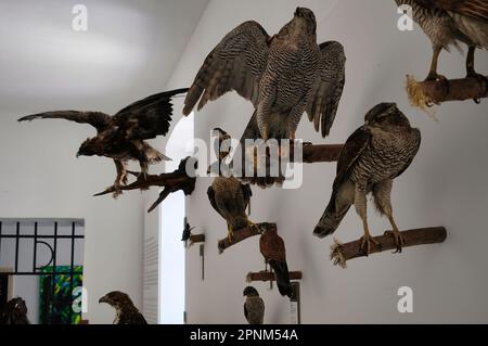 All'interno del castello di Škofja Loka (Skofja Loka) si trova una sezione del museo dove si trovano molti animali imbalsamati Foto Stock