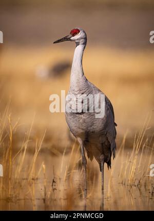 Gru di sabbia - grus canadensis - sentinella in piedi nella palude al mattino alla luce del sole durante la primavera migrazione della gru di sabbia Monte Vista National Wildlife R. Foto Stock