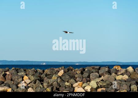Aquila di mare che vola sopra una parete rocciosa al Redcliffe Jetty, con una vista attraverso le acque blu di Moreton Bay a Morton Island all'orizzonte Foto Stock