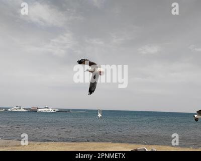 Un gabbiano rosso-fatturato in volo dal lago di Qinghai è bello Foto Stock