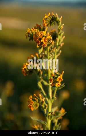 La riserva di papaveri dell'Antelope Valley è ricca di papaveri della California, vicino alla città di Lancaster, California, USA, dopo un inverno umido. Foto Stock