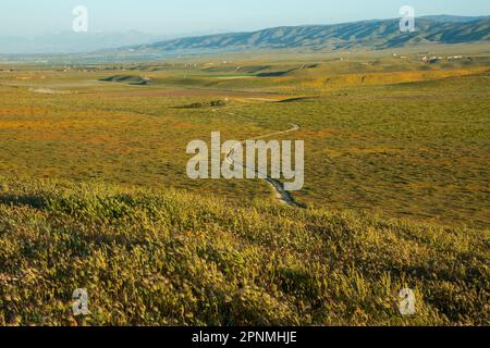 La riserva di papaveri dell'Antelope Valley è ricca di papaveri della California, vicino alla città di Lancaster, California, USA, dopo un inverno umido. Foto Stock