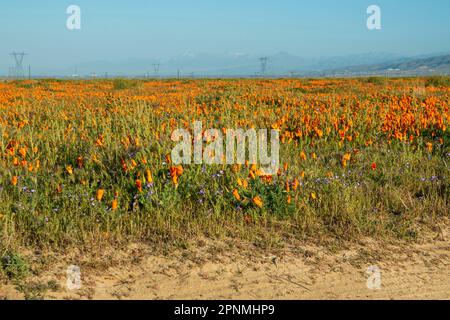 La riserva di papaveri dell'Antelope Valley è ricca di papaveri della California, vicino alla città di Lancaster, California, USA, dopo un inverno umido. Foto Stock