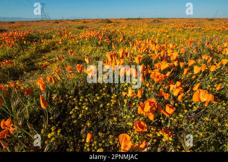 La riserva di papaveri dell'Antelope Valley è ricca di papaveri della California, vicino alla città di Lancaster, California, USA, dopo un inverno umido. Foto Stock