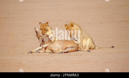 Un paio di leoni che uccidono una terra nel Kgalagadi Transfrontier Park, a cavallo tra il Sudafrica e il Botswana. Foto Stock