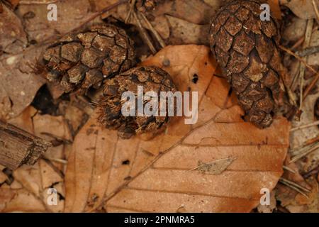 Coni di pino rotti su foglie di faggio marrone sul pavimento della foresta in autunno Foto Stock