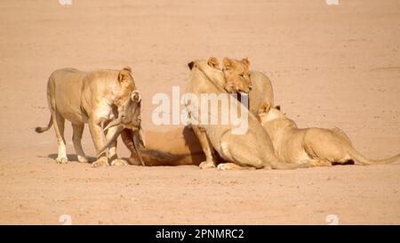 I Lions uccidono una terra nel Kgalagadi Transfrontier Park, a cavallo tra il Sudafrica e il Botswana. Foto Stock