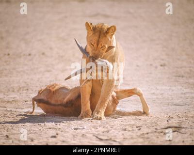 Una leonessa che trascina una terra morta all'ombra nel Kgalagadi Transfrontier Park, a cavallo tra il Sudafrica e il Botswana. Foto Stock