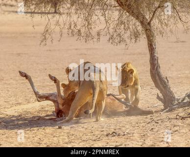 Un paio di leoni in una terra uccidono nel Kgalagadi Transfrontier Park, a cavallo tra il Sudafrica e il Botswana. Foto Stock