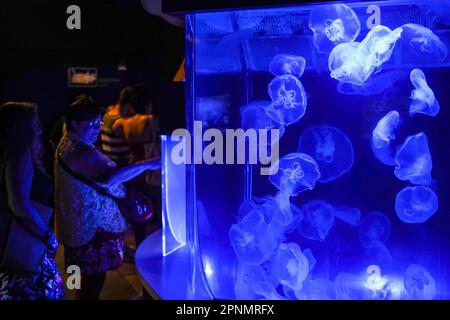 Sarasota, Stati Uniti. 19th Apr, 2023. I turisti guardano su come meduse di luna (Aurelia aurita) nuotano in un serbatoio d'acqua al laboratorio marino di Mote. (Foto di Camilo Freedman/SOPA Images/Sipa USA) Credit: Sipa USA/Alamy Live News Foto Stock