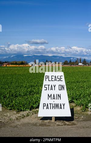 MOUNT VERNON, WA, USA – 14 APRILE 2023: RoozenGaarde Farm, Skagit Valley Tulip Festival, campo di tulipani con grande cartello per rimanere sul sentiero principale Foto Stock
